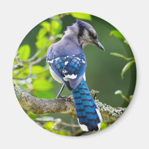 Íman Natureza Fotografia Shy Blue Jay Roupa presente