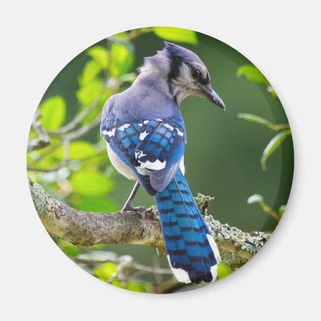 Íman Natureza Fotografia Shy Blue Jay Roupa presente (Frente)