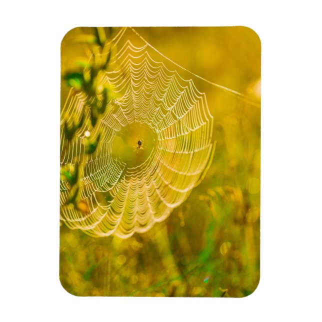 Íman Natureza Paisagem Aranha Aranha Aranha (Vertical)