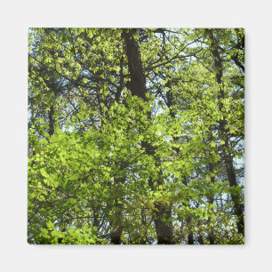 Íman Natureza verde das folhas de bordo do primavera