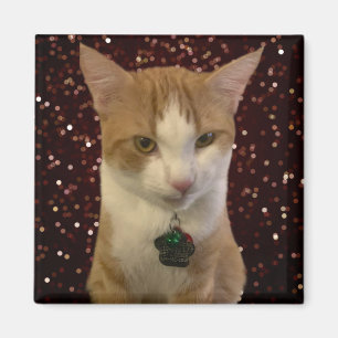 Íman Naughty Cat