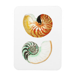 ÍMAN "NAUTILUS" SEALIFE A FOTO DO SEASHELL