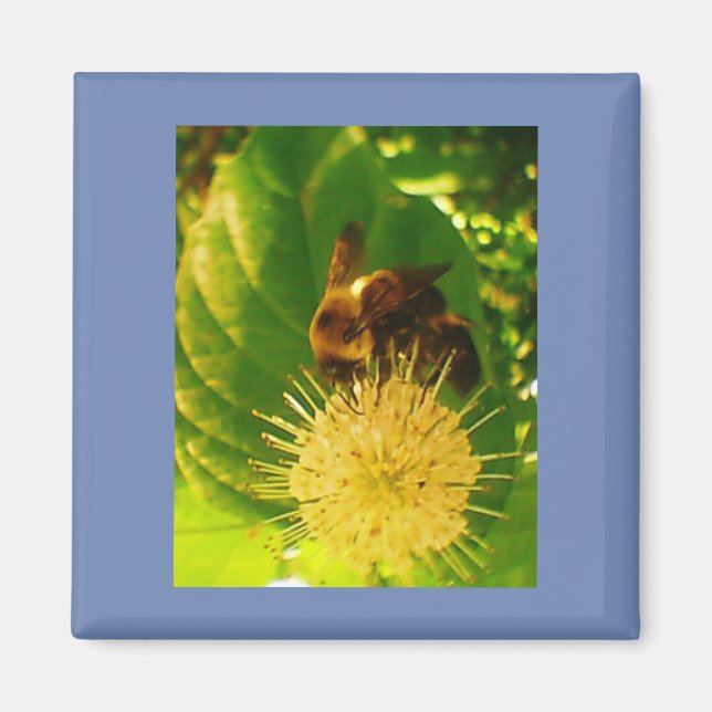 Íman Néctar da abelha (Frente)