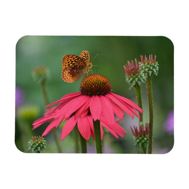 Íman Néctar de Coleta de Borboletas (Horizontal)