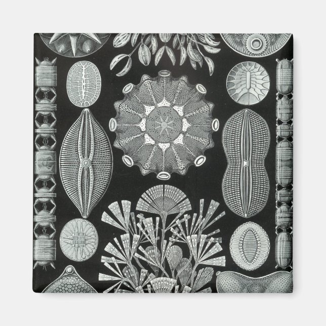 Íman Negativo Haeckel (Frente)