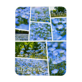 Íman NEMOPHILA(Olhos Azuis de Bebê)