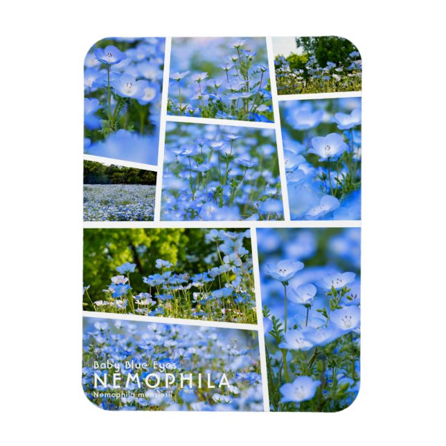 Íman NEMOPHILA（Olhos Azuis de Bebê） (Vertical)