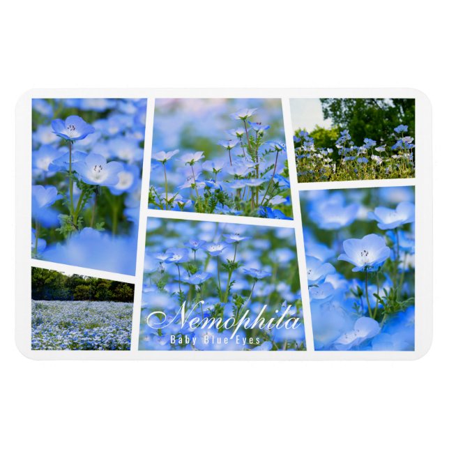 Íman NEMOPHILA（Olhos Azuis de Bebê） (Horizontal)