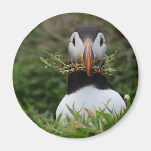 Íman Nest Builder Puffin