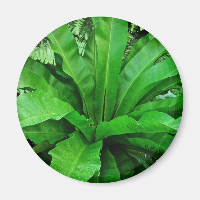 Íman Nest Fern de Bird (Frente)