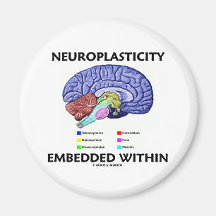 Íman Neuroplasticity encaixou dentro (a anatomia do