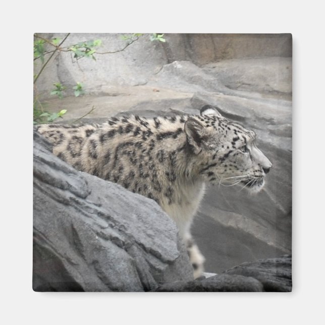 Íman Neve Leopardo Magneto (Frente)
