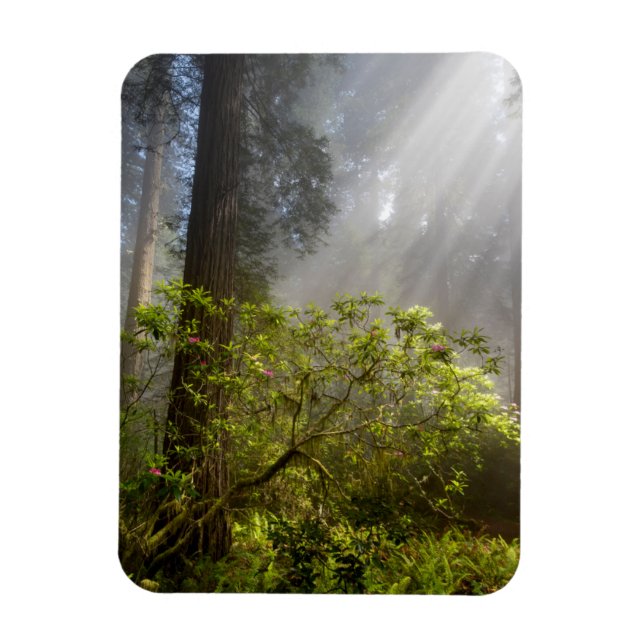 Íman Névoa da Manhã no Rhododendron (Vertical)