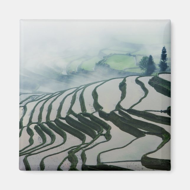 Íman Nevoeiro matinal acima dos campos de arroz (Frente)
