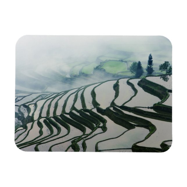 Íman Nevoeiro matinal acima dos campos de arroz (Horizontal)