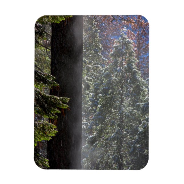 Íman Nevoeiro Nevado na Floresta (Vertical)