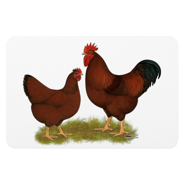 Íman New Hampshire Reds (Horizontal)