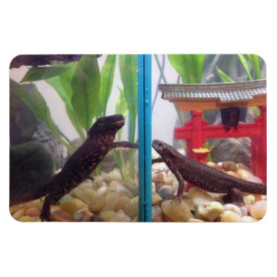 Íman Newts que alcançam para fora o ímã