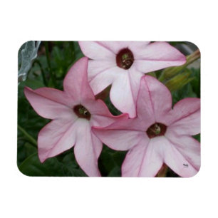 Íman Nicotinia Star Flowers