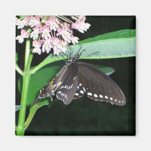 Íman Night Butterfly Black Swallowtail at Shenandoah