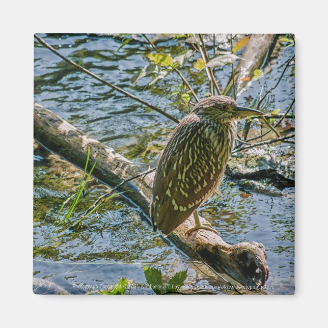 Íman Night Heron jv (Frente)