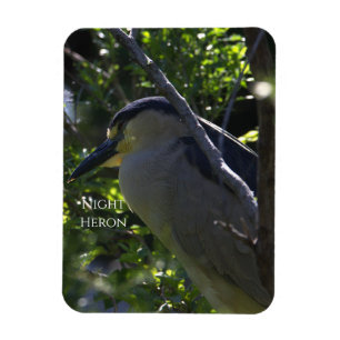 Íman Night Heron Photo Magnet