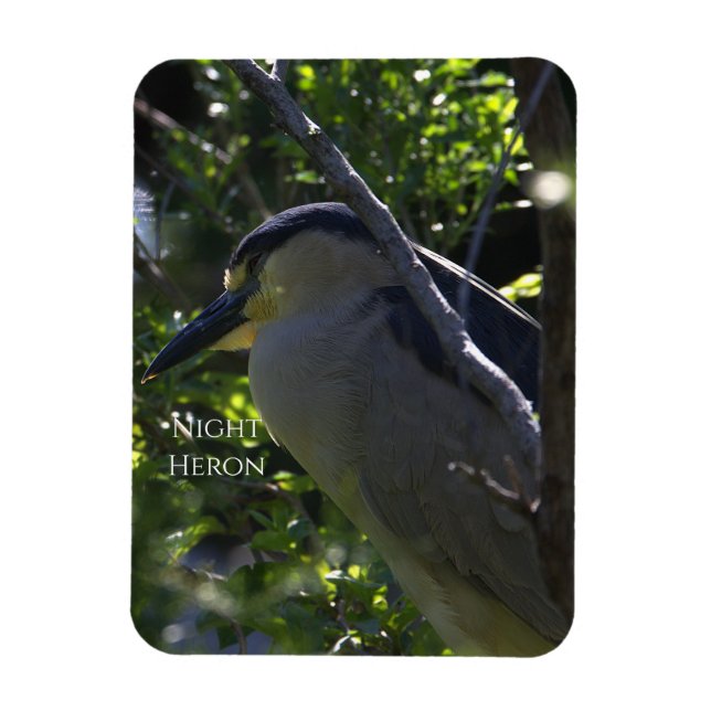 Íman Night Heron Photo Magnet (Vertical)