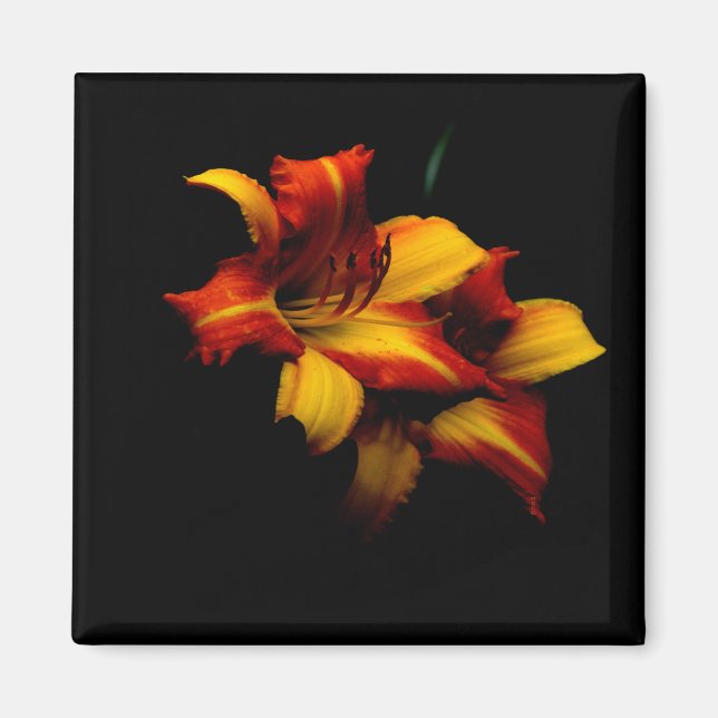 Íman Night Lily... (Frente)