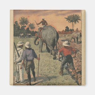 Íman No francês Congo, o elefante treinou a ploughing
