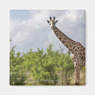 Íman No safari em Tanzânia, África. 2