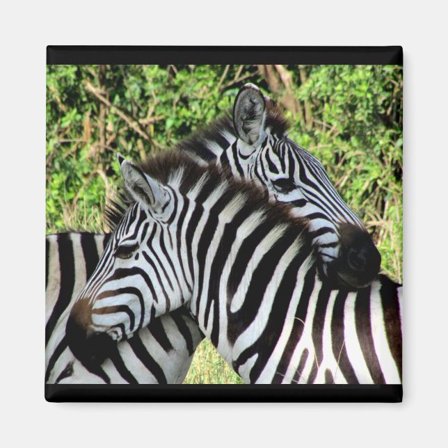 Íman nódulos de zebra (Frente)