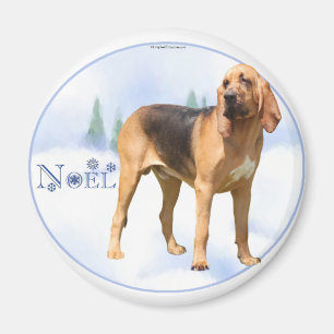 Íman Noel Bloodhound