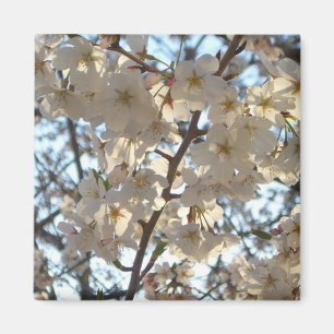Íman Noite de Cherry Blossoms I Primavera Floral