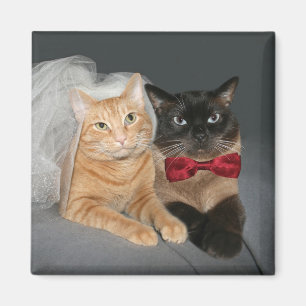 Íman Noivos felinos