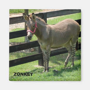 Íman Nome de Zonkey para o asno e a zebra da parte