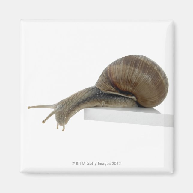 Íman Normalsnail (Frente)
