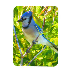 Íman Norte Blue Jay Early Autumn Quebec Canadá