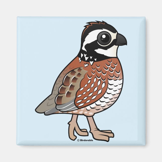 Íman Norte Bobwhite (Frente)