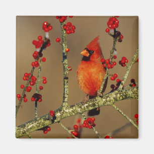 Íman Norte Cardeal masculino empoleirado, IL