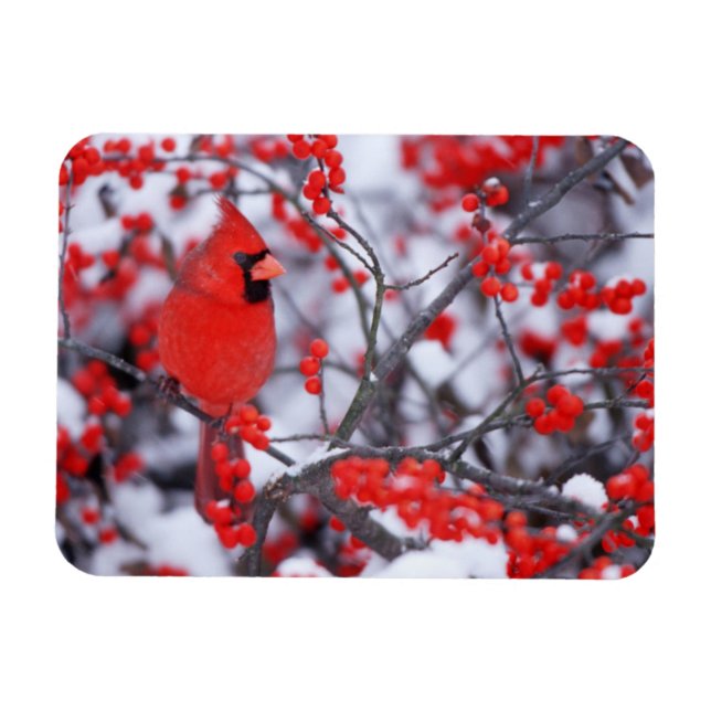 Íman Norte Cardinal masculino, Winter, IL (Horizontal)