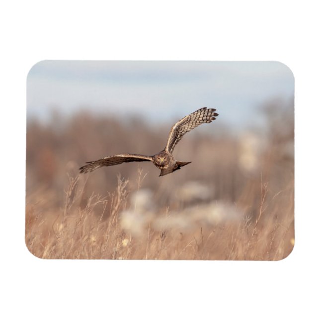 Íman Norte Harrier (Horizontal)