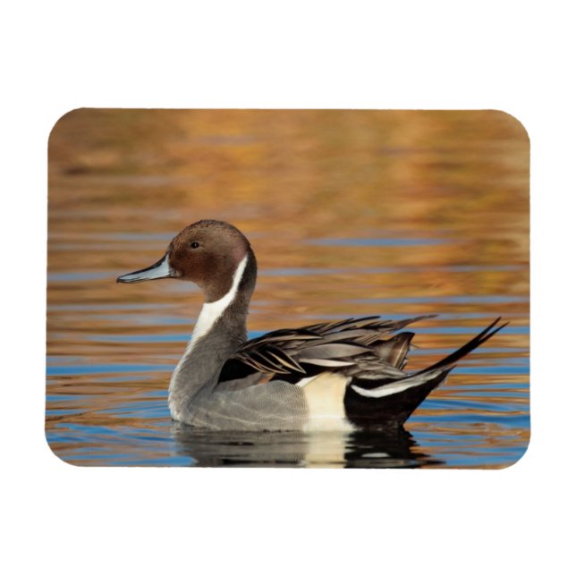 Íman Norte masculino Pintail (Horizontal)