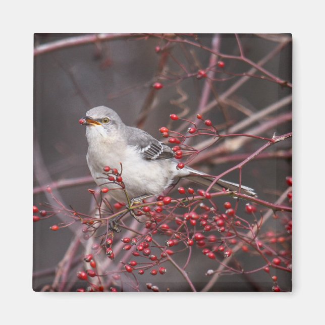 Íman Norte Mockingbird (Frente)