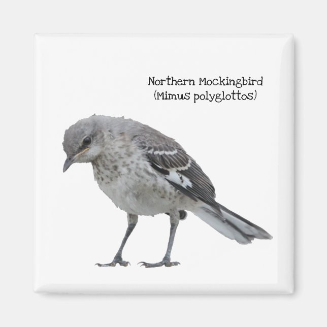 Íman Norte Mockingbird (Frente)