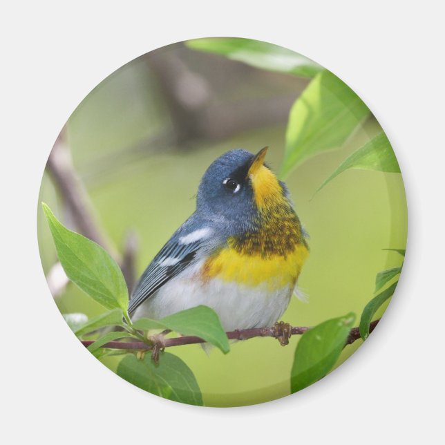 Íman Norte Parula (Frente)