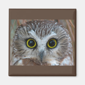 Íman Norte Saw-whet Owl Close-up
