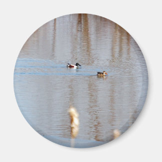 Íman Norte Shoveler