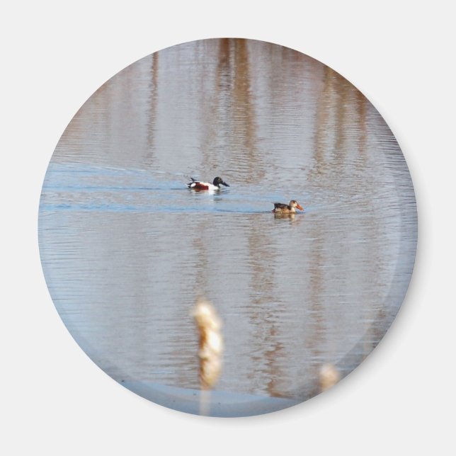 Íman Norte Shoveler (Frente)