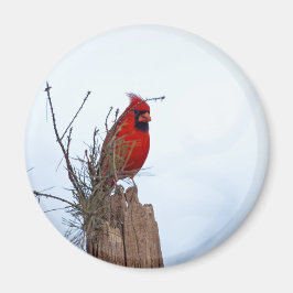 Íman Norte Vermelho Cardeal sentado num posto de madeir