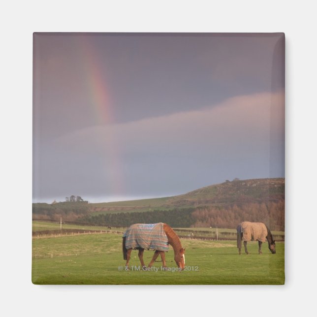 Íman Northumberland, Inglaterra (Frente)